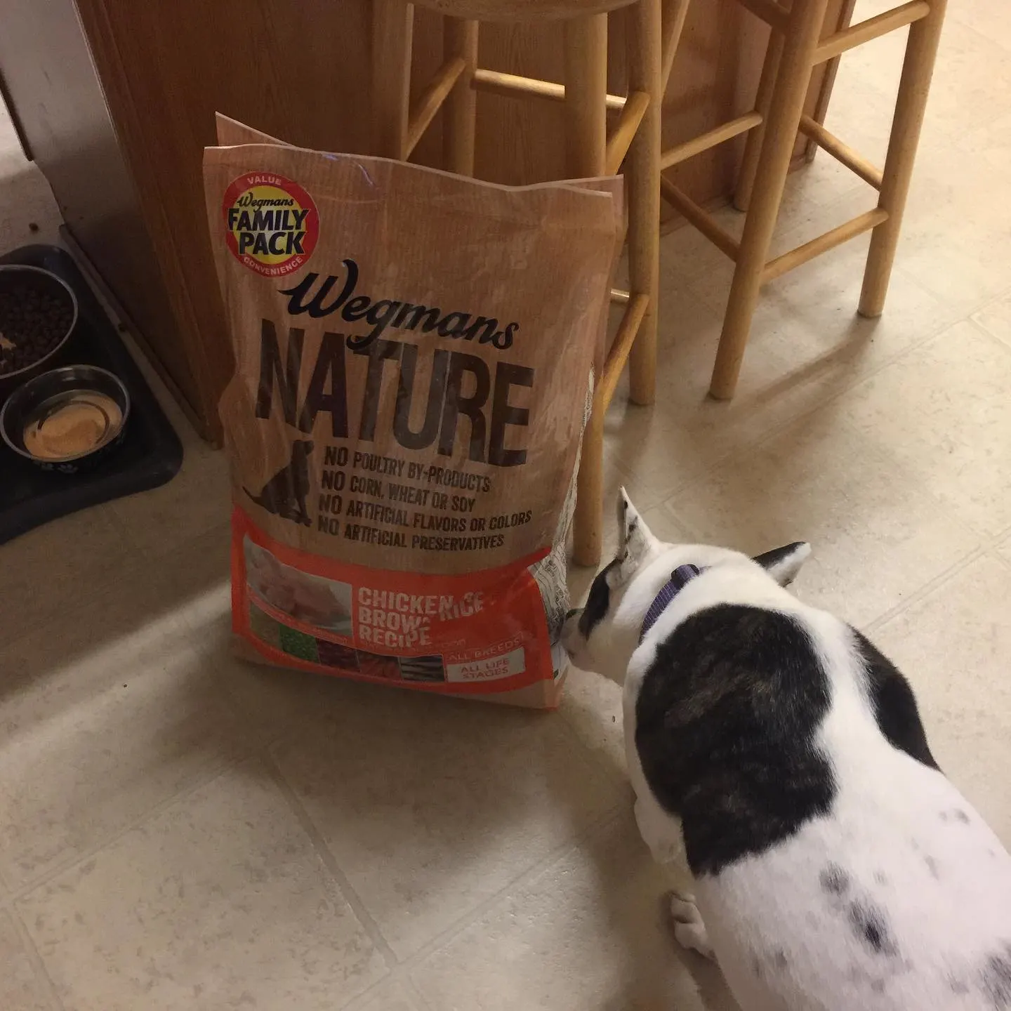 Wegmans Bruiser Kibble dog food in bag and dog on the floor