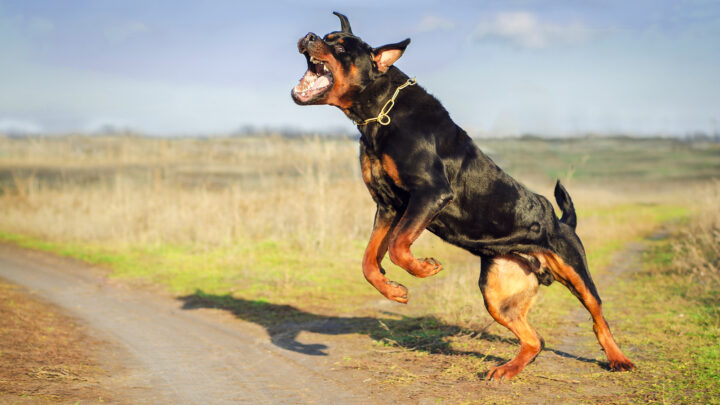 What Are Rottweiler Aggression Signs And What Can Cause Them