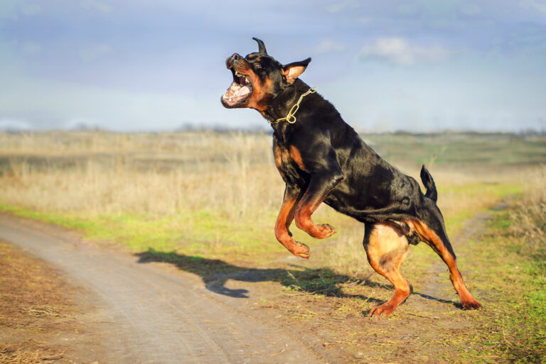 aggressive rottweiler jumping