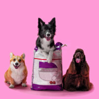 Three happy dogs advertise dry food