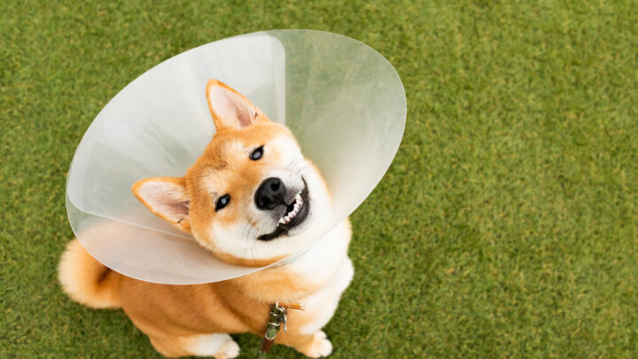When To Take Cone Off Dog After Neuter And 4 Cone Alternatives