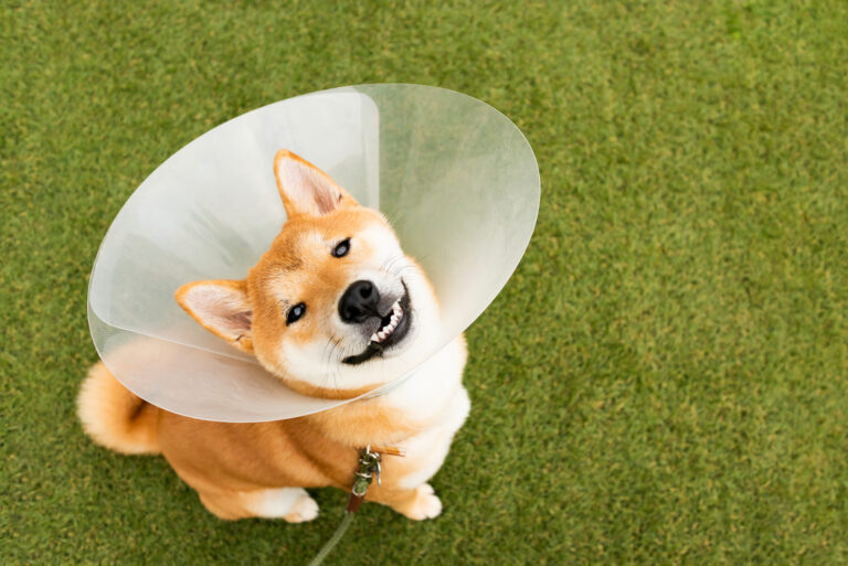 shiba wearing a cone