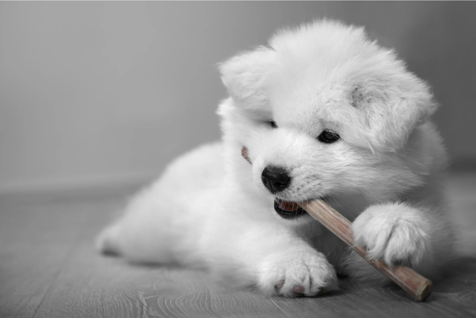 White fluffy puppy with black eyes nibbles a wand