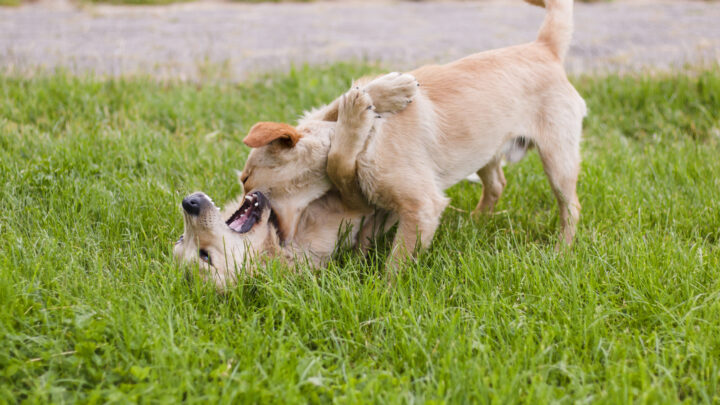 Why Do Dogs Bite Each Other’s Necks? Dog Neck Biting Behavior Explained