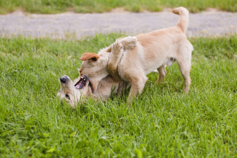 dog bite other dog for the neck