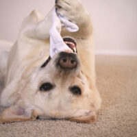 yellow Lab playing with sock