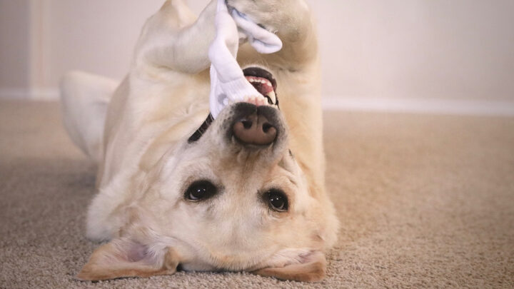 7 Rationales For Why Your Dog Is Obsessed With Socks