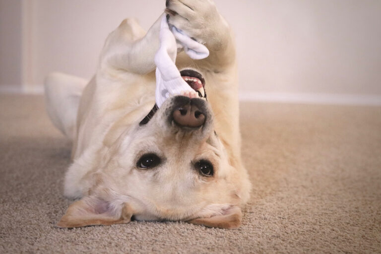 yellow Lab playing with sock