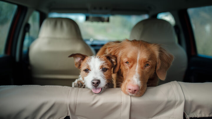Why Do Dogs Pant In The Car: 10 Causes & Solutions You Must Know