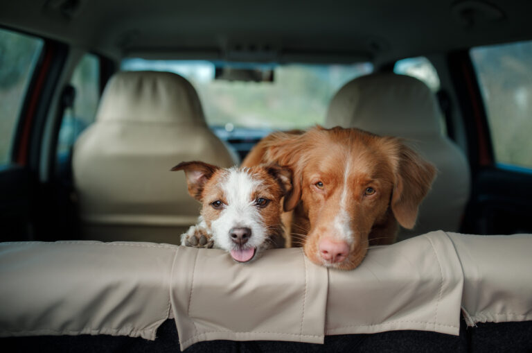 two dogs in a car