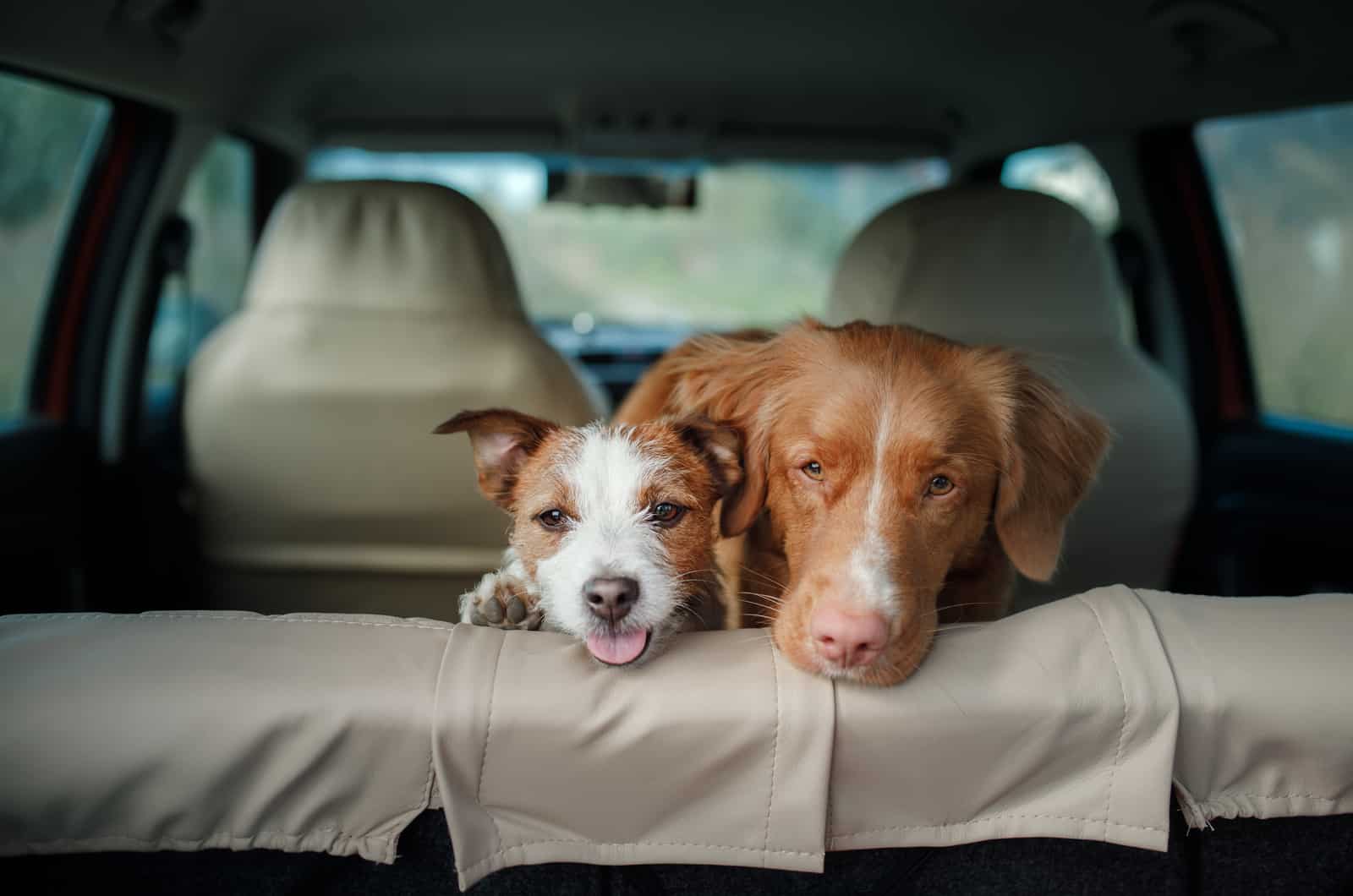 Why Do Dogs Pant In The Car: 10 Common Causes