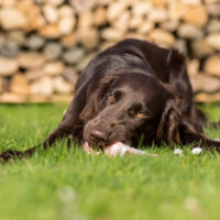 dog rolling something on grass