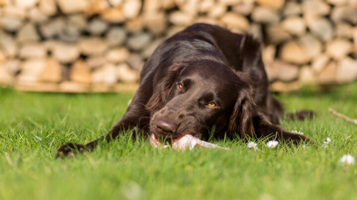 Why Do Dogs Roll On Dead Animals? 3 Common Causes