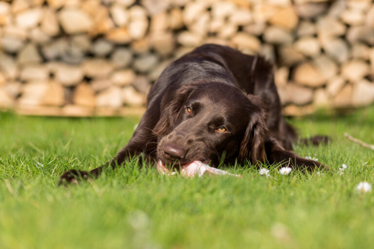dog rolling something on grass