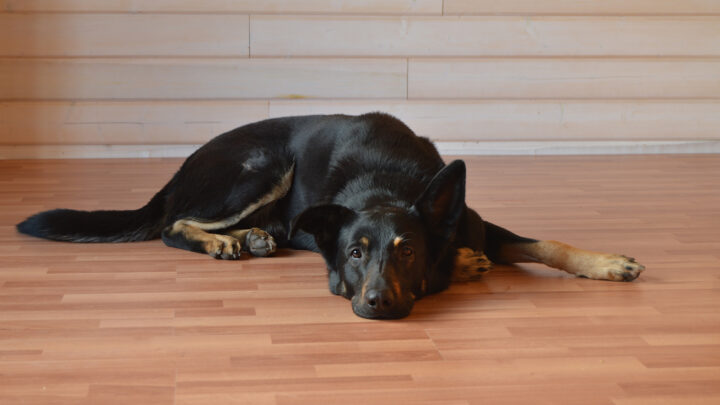 Why Do Dogs Want To Be Alone? 9 Reasons And How To Help