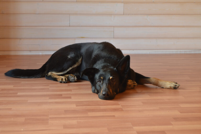 the black dog lies in the room on the floor