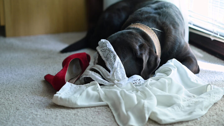 Why Does My Dog Eat My Underwear? 12 Reasons And 7 Solutions