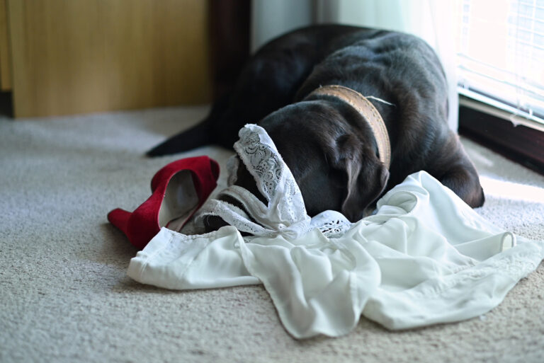 The dog bites the clothes while lying on the floor