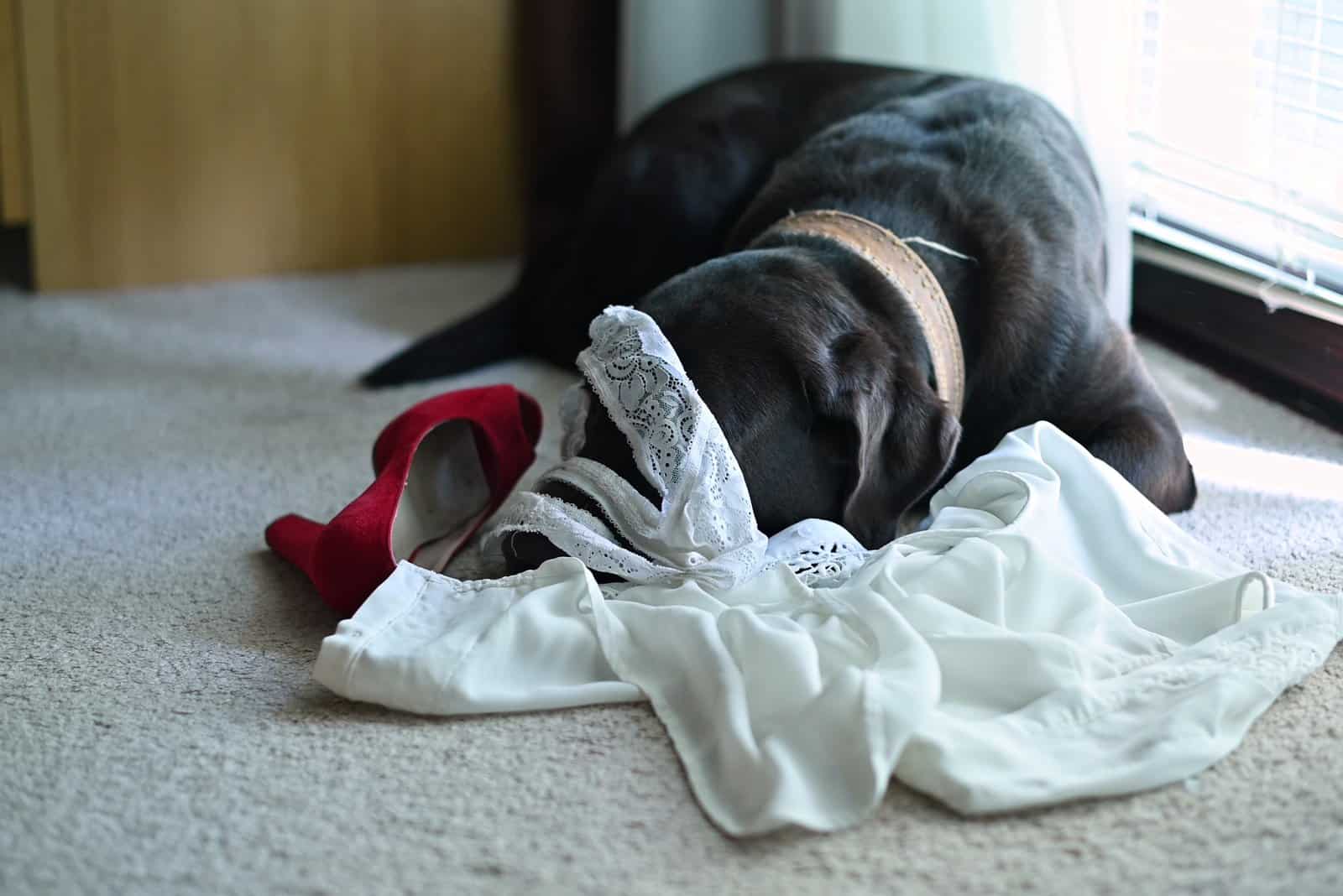 Why Does My Dog Eat My Underwear? 12 Reasons And 7 Solutions