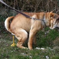 dog pooping on grass
