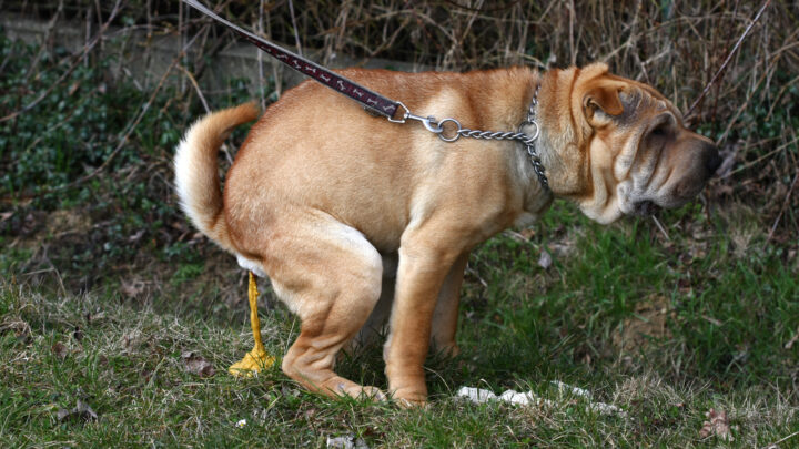 Why Does My Dog Walk And Poop? 14 Answers For You