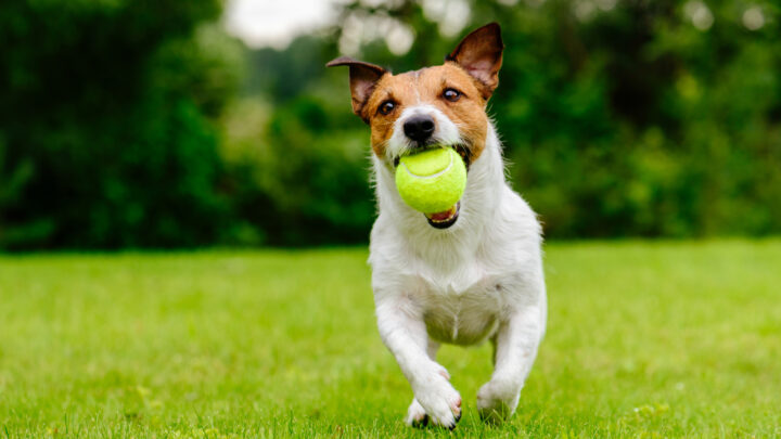 Dog Obsessed With Ball: 4 Reasons And 6 Solutions