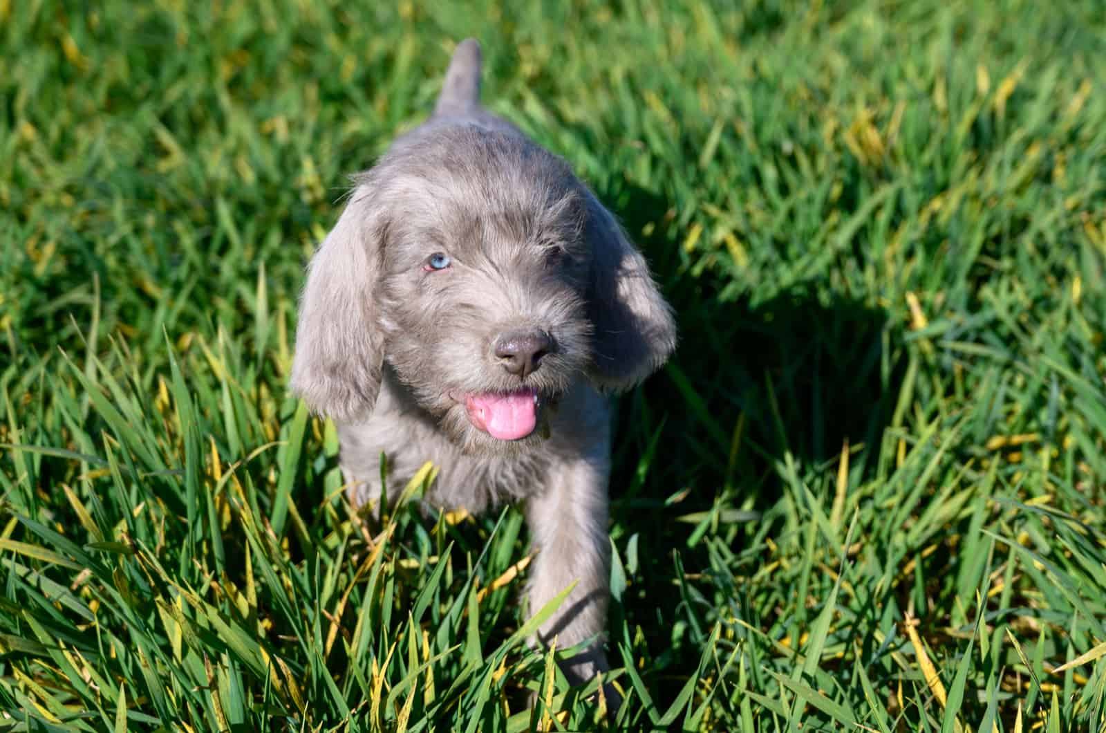 Wirehaired Pointing Griffon puppy is lying in the grass