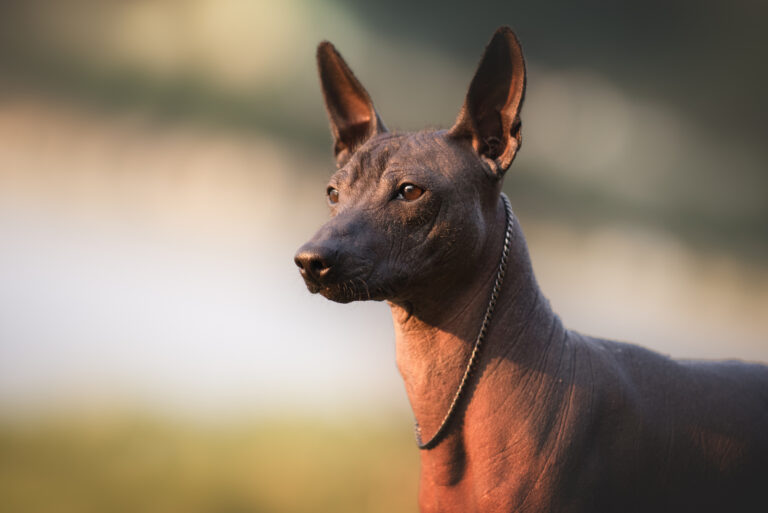 Xoloitzcuintli standing outside