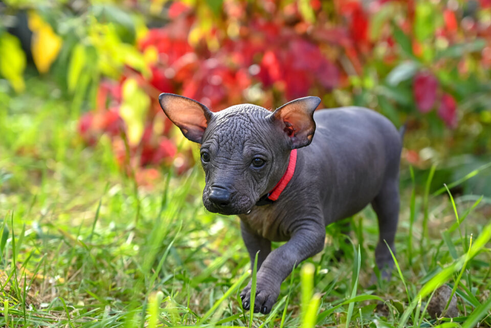 4 Xoloitzcuintli Breeders Find The Best Unique Pet