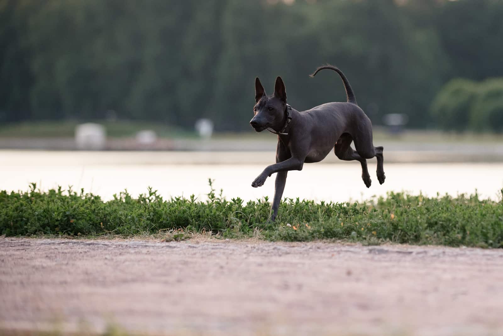 Xoloitzcuintli running outside