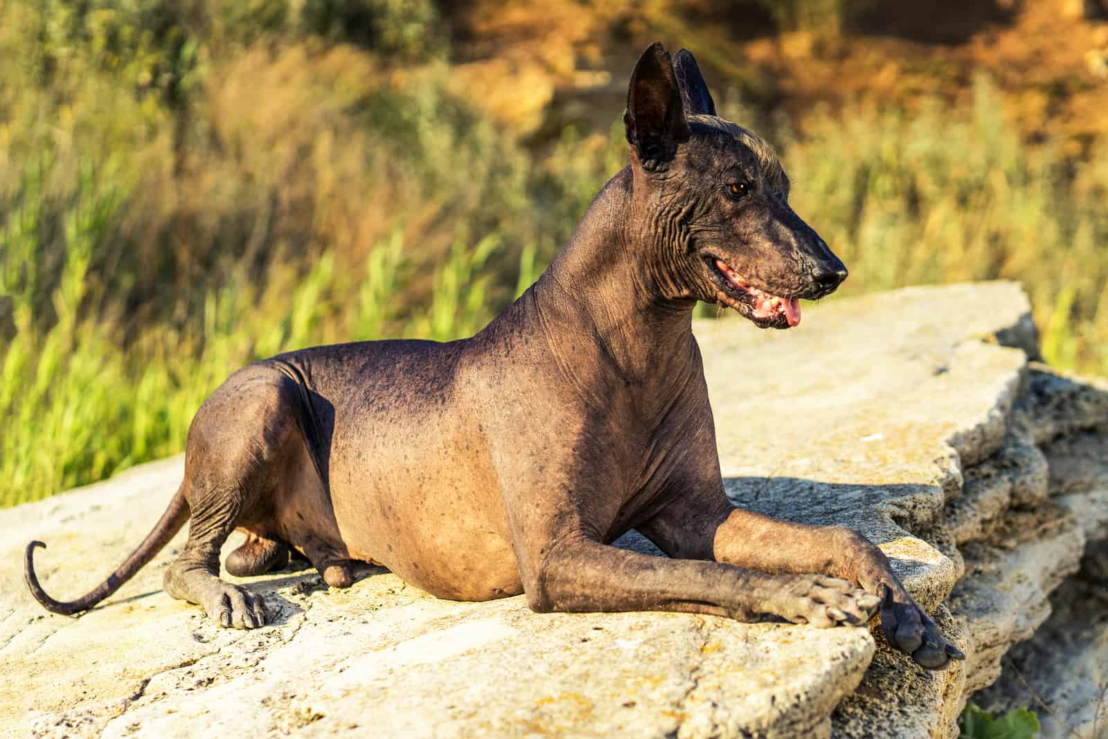 Xoloitzcuintli sitting on rock outside