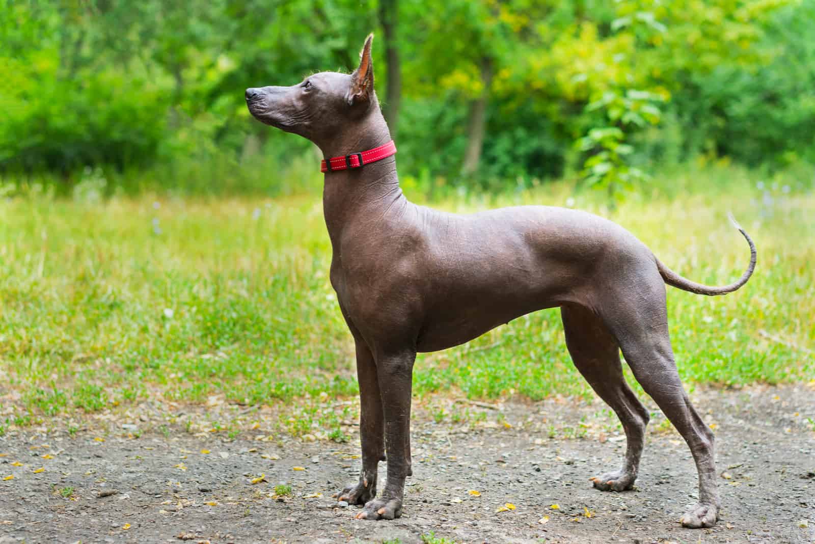 Xoloitzcuintli standing outside