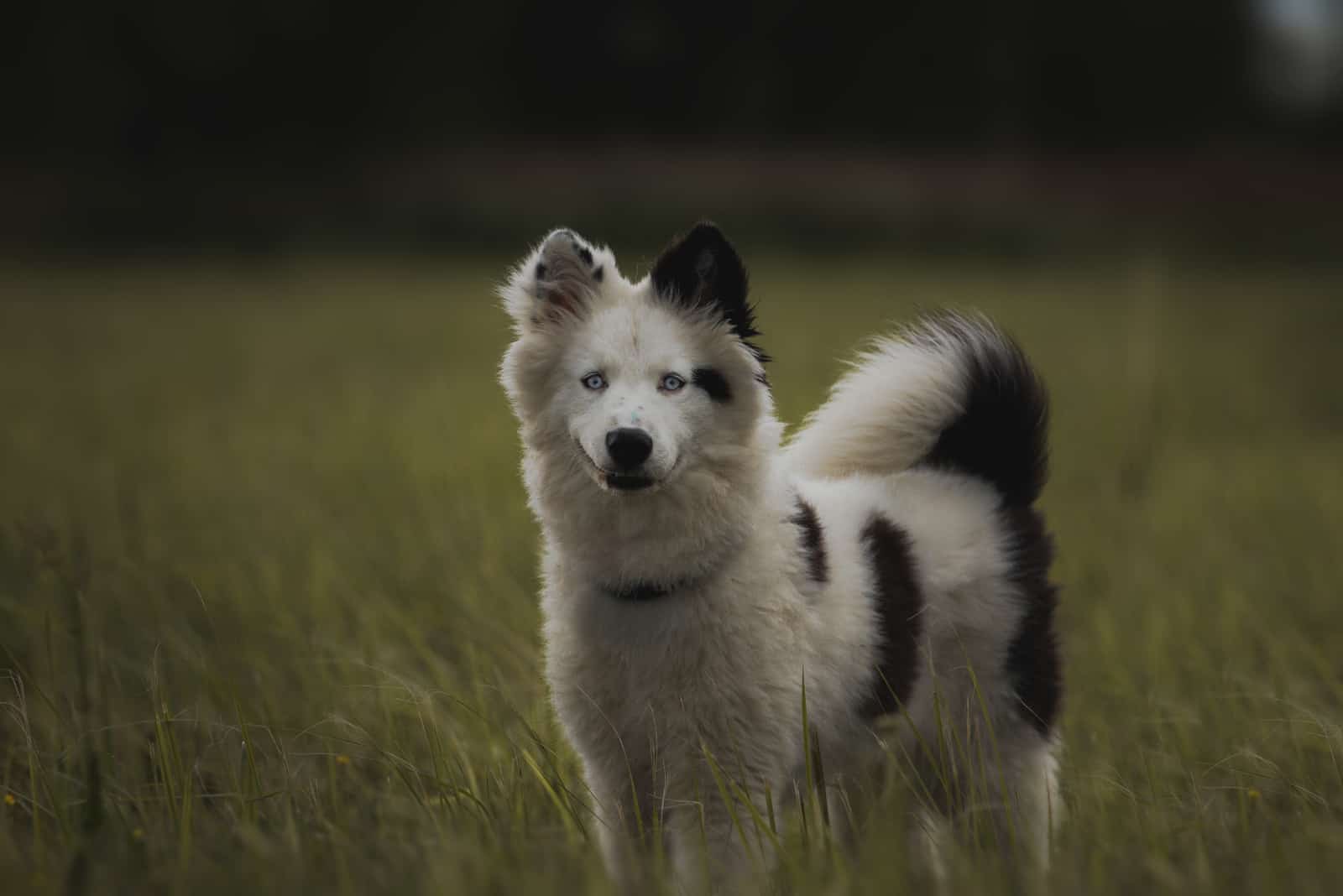 Yakutian Laika