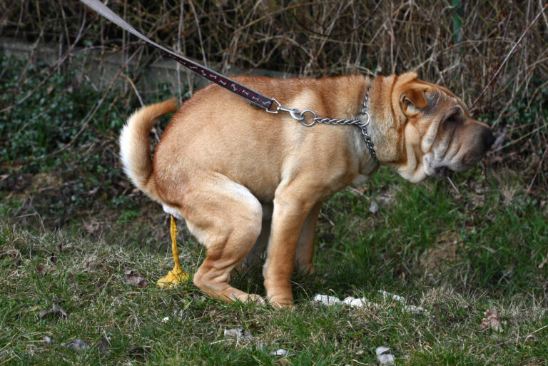 dog pooping outside
