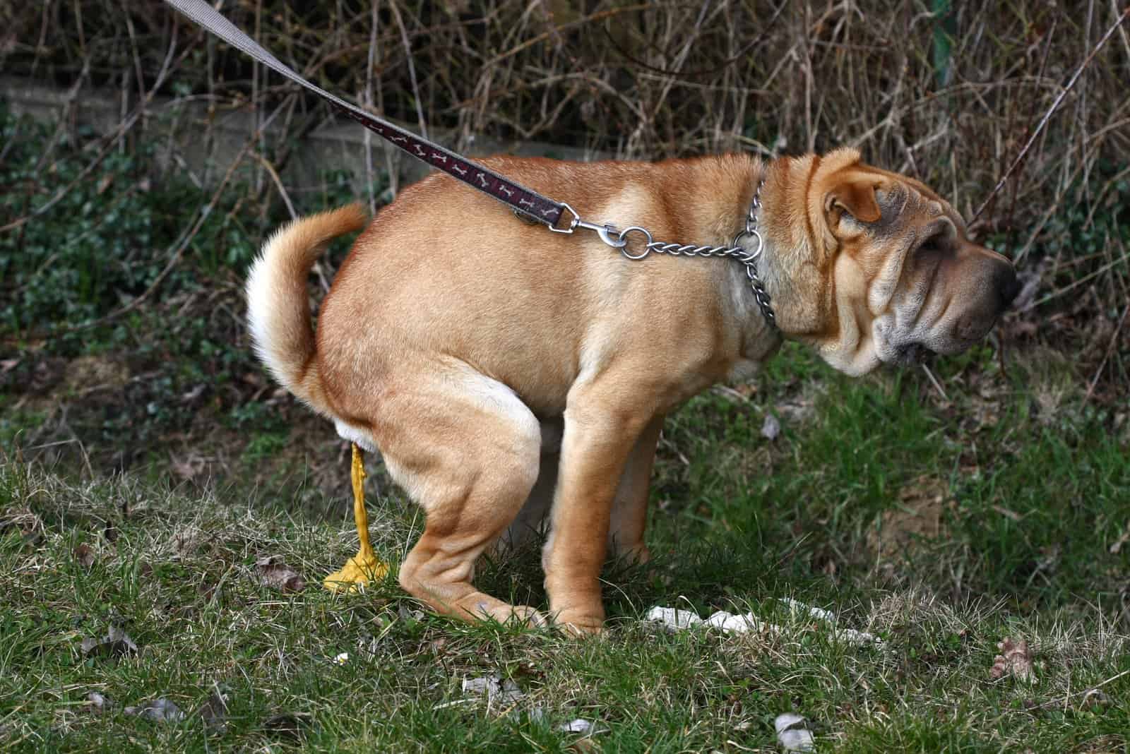 Yellow Dog Poop: 7 Possible Reasons, And How To Help