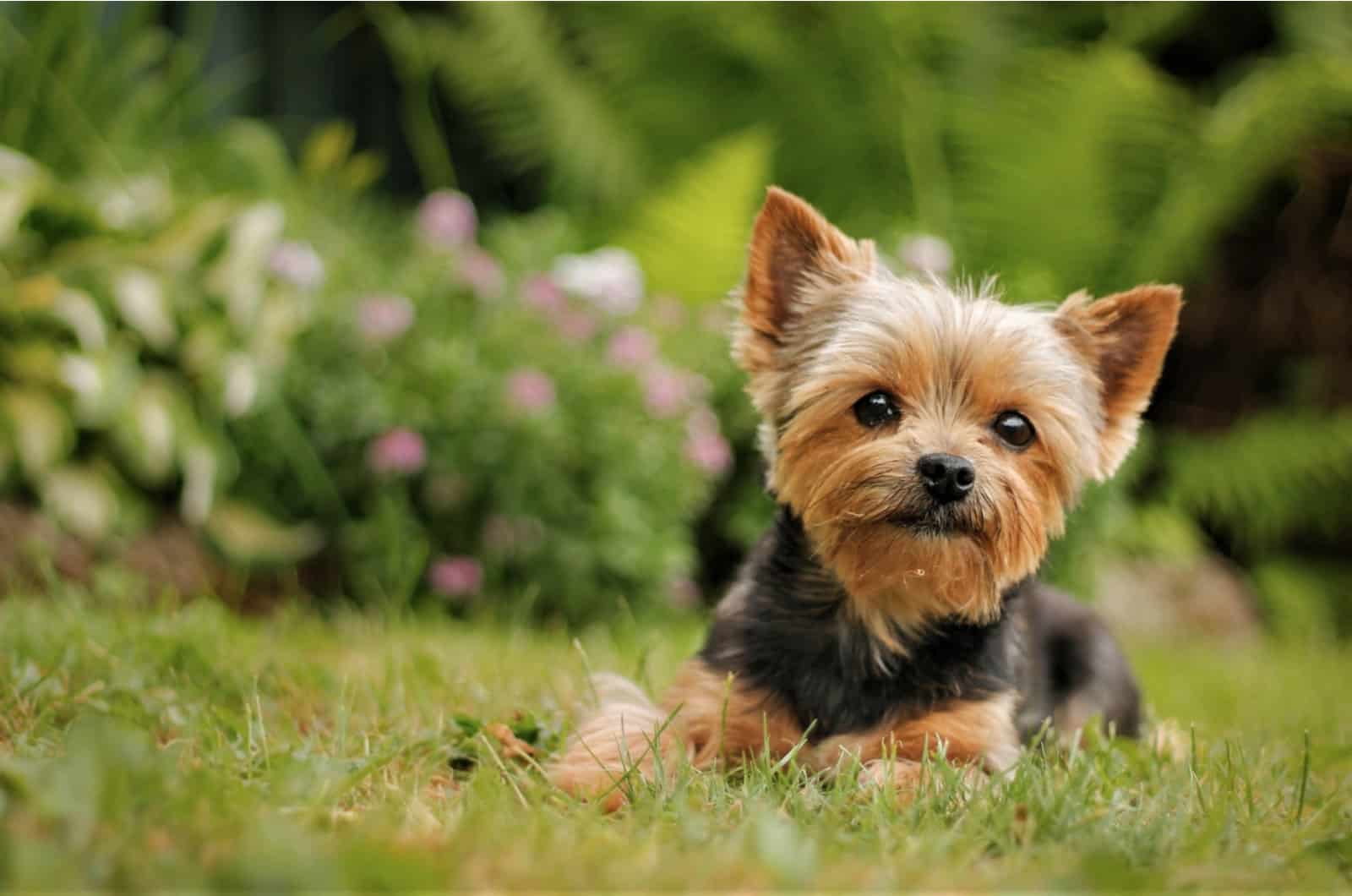 Yorkie lies down and rests