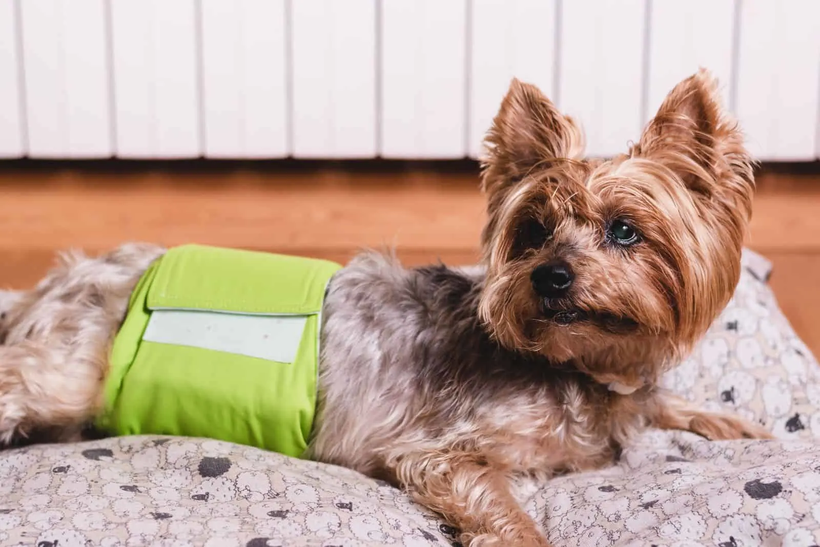 Yorkshire terrier lying on his bed and wearing a diaper