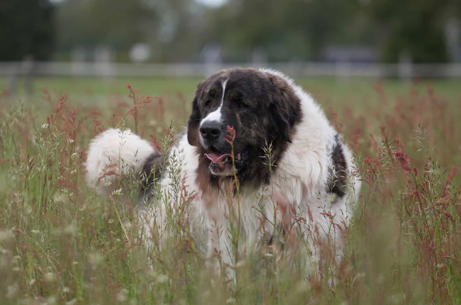 Young Pyrenean Mastiff in the meadow