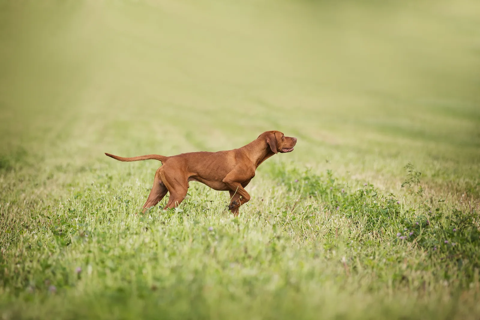 Young male hungarian vizsla dog pointing