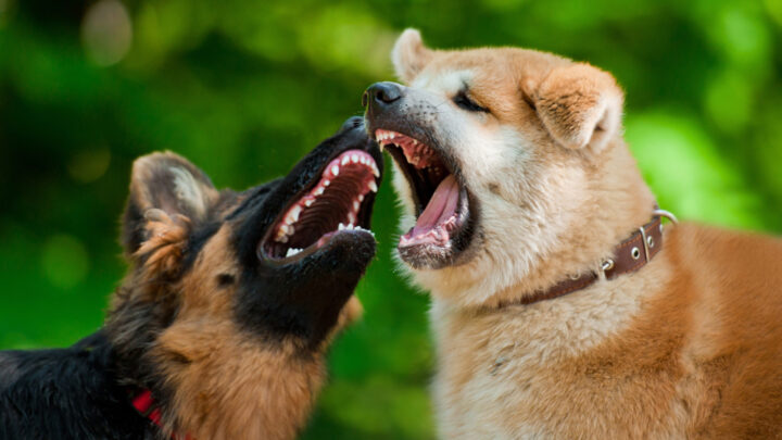 Younger Dog Attacking Older Dog: 6 Causes Of Aggressive Behavior