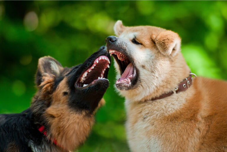 dog attacking another dog outdoor
