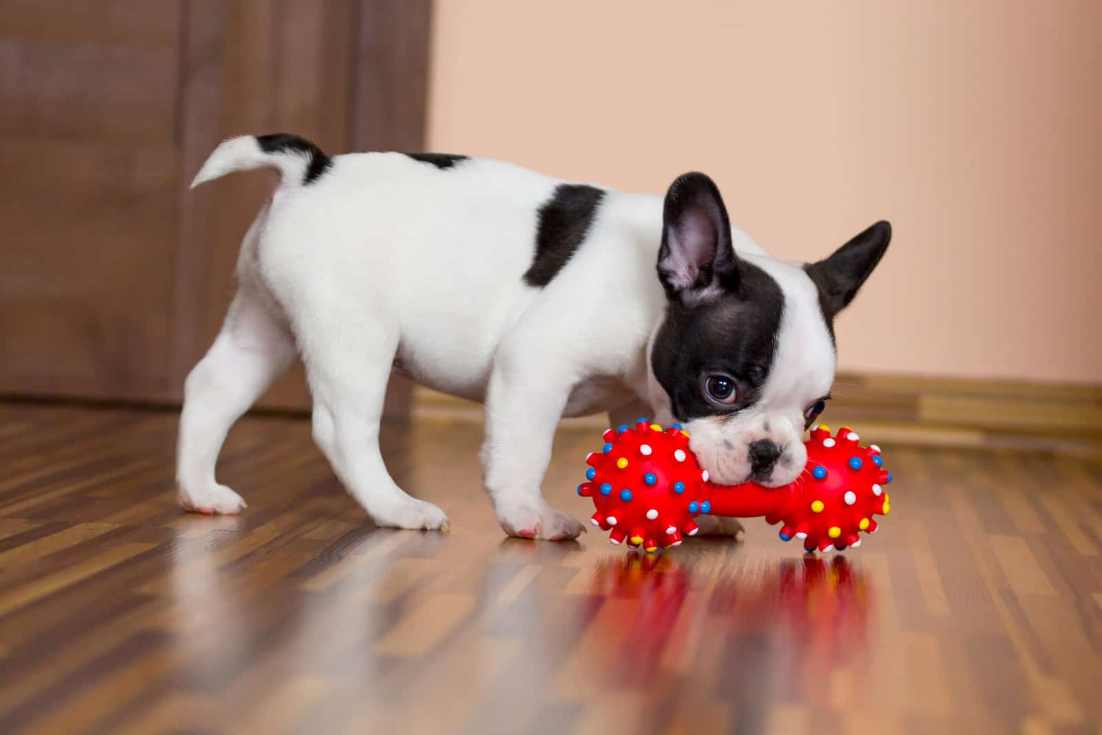 a French Bulldog puppy is playing with a toy