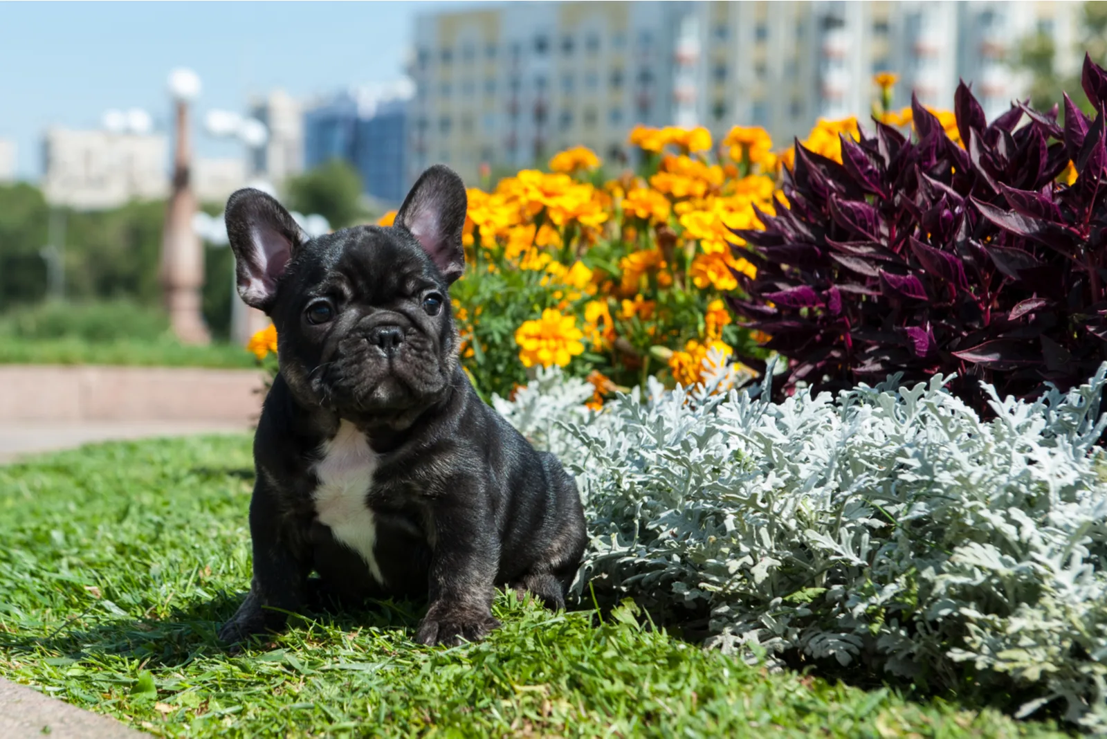 a French Bulldog puppy sits and looks around