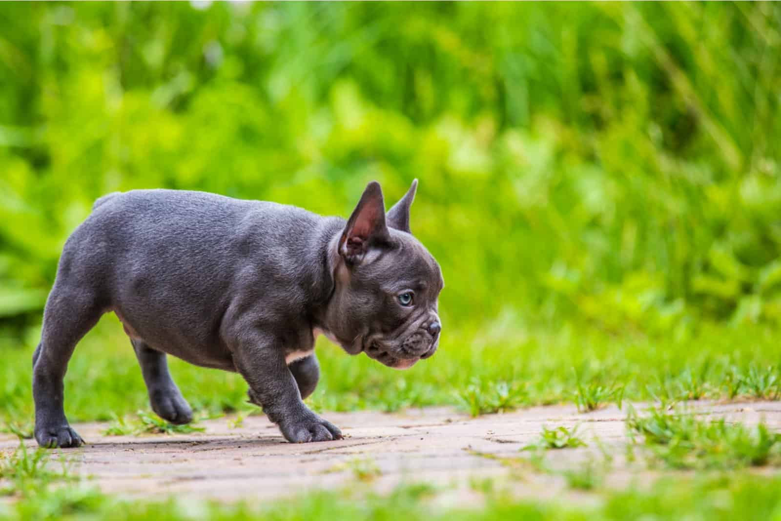 a French Bulldog puppy walks
