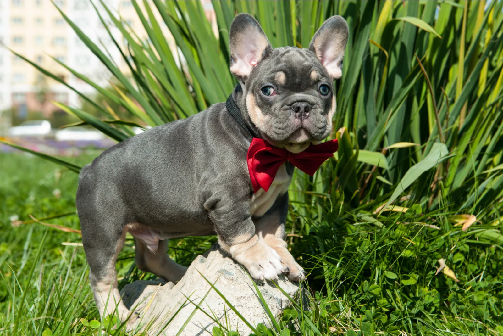a French Bulldog puppy with a red bruise