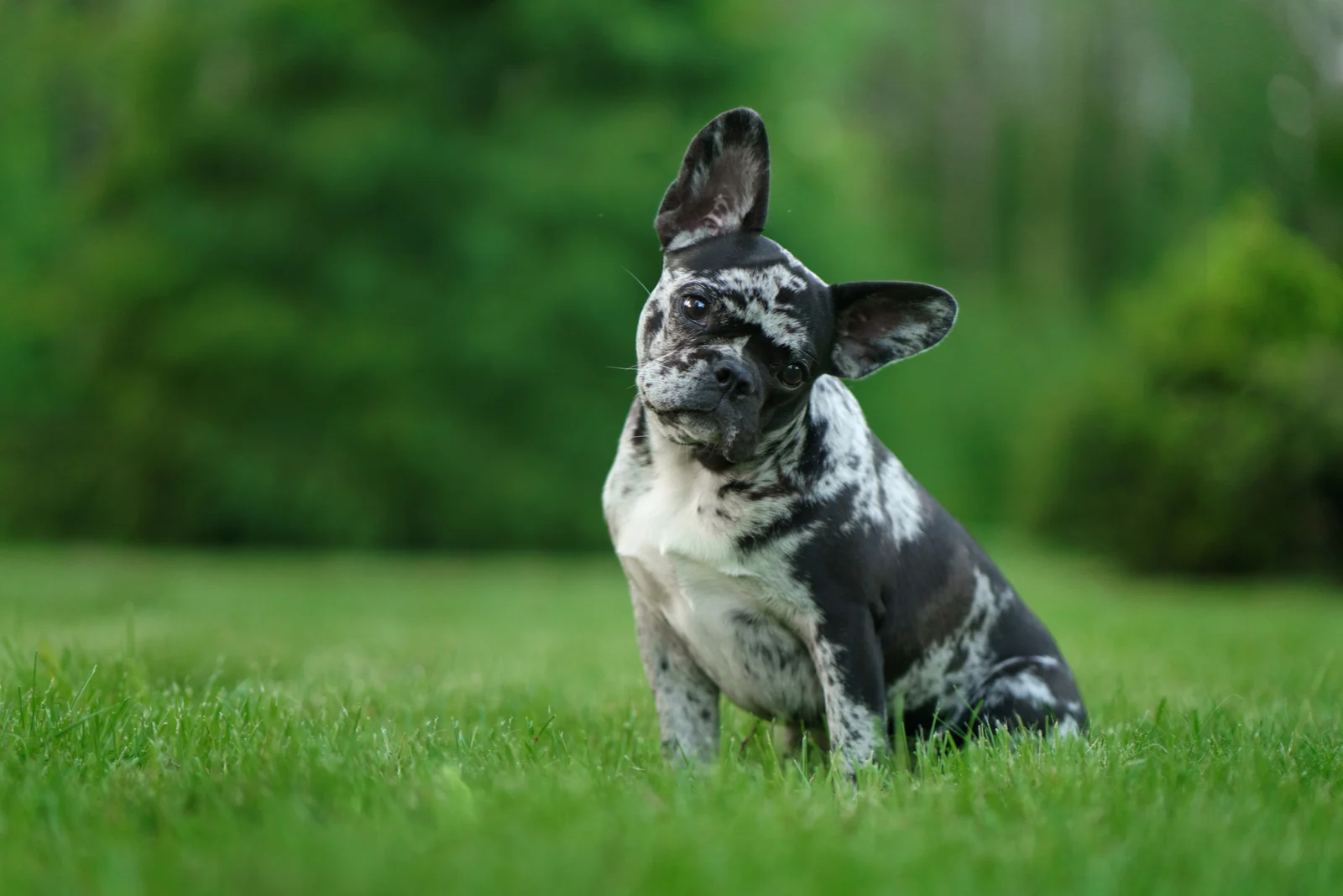 a French bulldog puppy sitting in the green grass