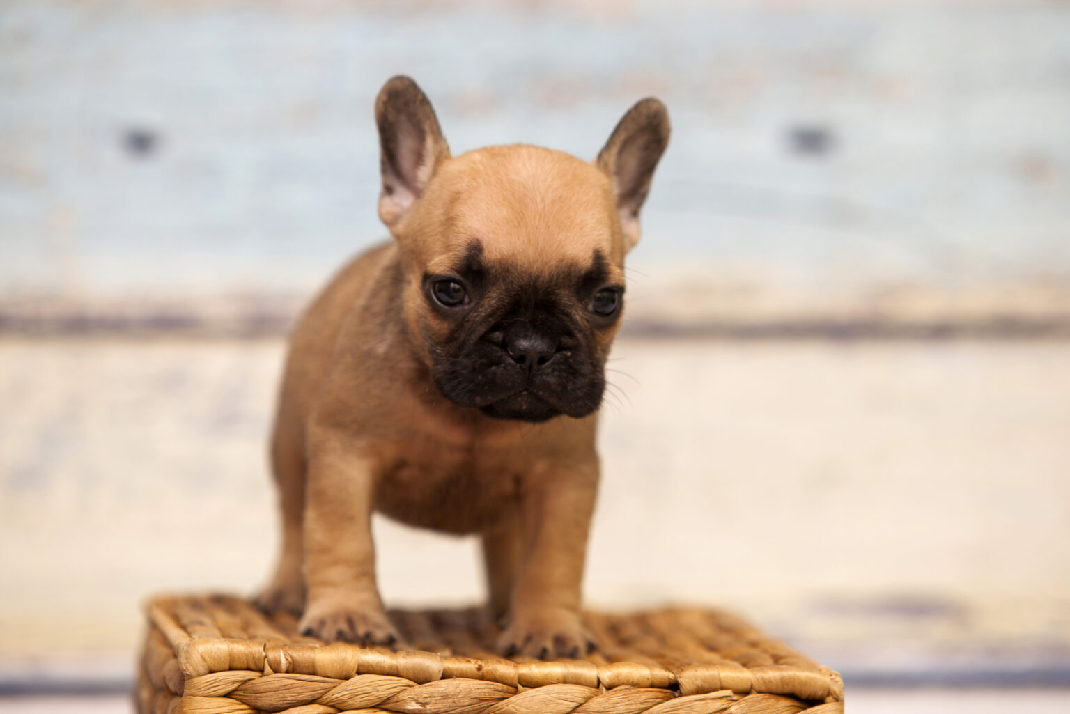 17 Best French Bulldog Breeders In North Carolina