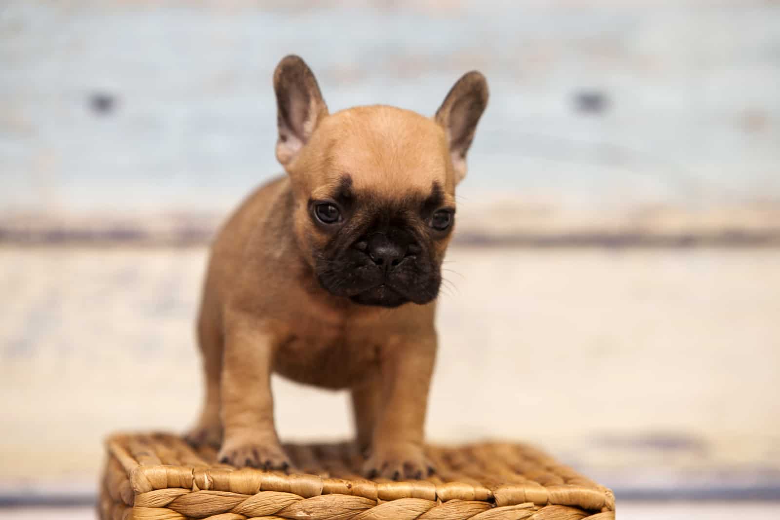a French bulldog puppy stands and looks around