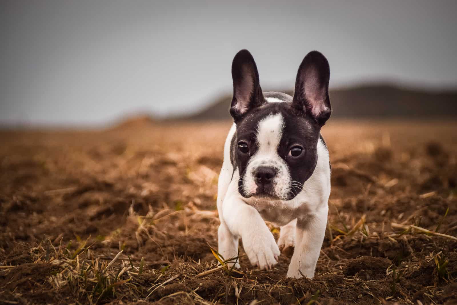 a French bulldog walks the field