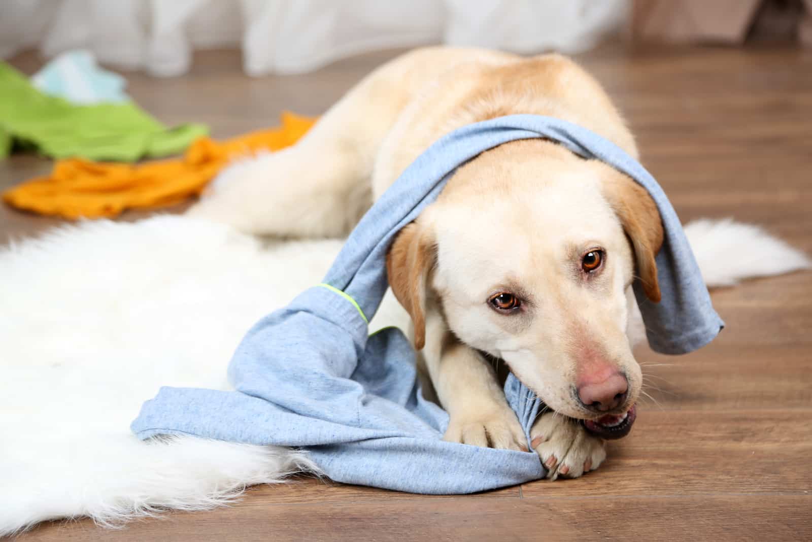 a beautiful dog lies on the floor and plays with clothes